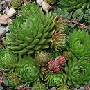 Sempervivum marmoreum (rojnik ćmy)