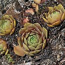 Sempervivum Othello