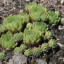 Sempervivum cantabricum