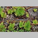 Sempervivum charadzeae
