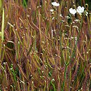 Drosera binata