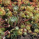 Rosularia chrysantha (rozularia złocista)