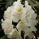 Rhododendron hort. Catawbiense Album