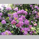 Rhododendron hort. Lee's Dark Purple