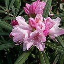 Rhododendron hort. Grupa '3c Makinoi'