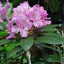 Rhododendron hort. Grupa '1c Smirnowii'