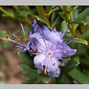Rhododendron hort. Buchlovice