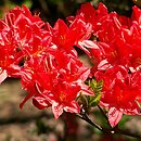 Rhododendron hort. Hugo Hardijzer