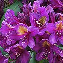 Rhododendron hort. Marcel Menard