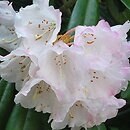 Rhododendron hort. Oberschlesien