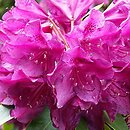 Rhododendron hort. Old Port