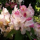 Rhododendron hort. Percy Wiseman