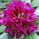 Rhododendron hort. Polarnacht