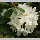 Rhododendron hort. Porzellan