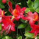 Rhododendron hort. Rose Marie