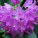 Rhododendron hort. Roseum Elegans