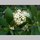 Rhododendron micranthum (różanecznik drobnokwiatowy)
