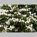 Rhododendron pachytrichum