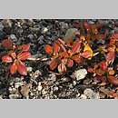 Rhododendron mucronulatum (różanecznik ostrokończysty)