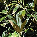 Rhododendron hort. Grupa '5a Insigne'