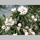 Rhododendron praevernum