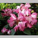 Rhododendron hort. Anuschka