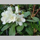 Rhododendron hort. Bellini