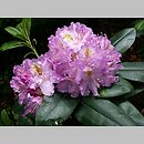Rhododendron hort. Catawbiense Boursault