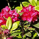 Rhododendron hort. Edward S. Rand