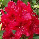 Rhododendron hort. Erato