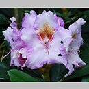 Rhododendron hort. Ernest Inman