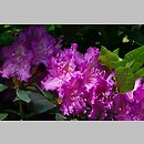 Rhododendron hort. Everestianum