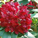 Rhododendron hort. Francesca