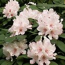 Rhododendron hort. Gloriosum