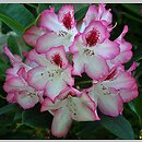 Rhododendron hort. Hachmann's Charmant