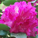 Rhododendron hort. Holbein