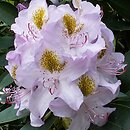 Rhododendron hort. Holger