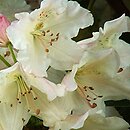 Rhododendron hort. Karl Sauerborn