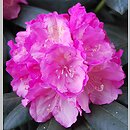 Rhododendron hort. Polaris