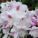 Rhododendron hort. Bismarck