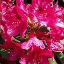 Rhododendron hort. Nova Zembla