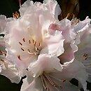 Rhododendron hort. Jacksonii