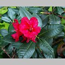 Rhododendron hort. Baden-Baden