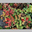 Rhodiola himalensis (rozchodnik himalajski)