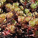 Sedum nevii (rozchodnik Neva)