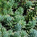 Petrosedum sediforme (rozchodnik nicejski)