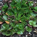 Phedimus obtusifolius (rozchodnik tępolistny)