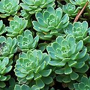 Rhodiola pachyclados (rozchodnik grubopędowy)