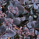 Sedum hort. Bertram Anderson