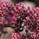 Sedum hort. Purple Emperor